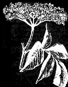 elder4.gif (10441 bytes)