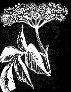 elder4.gif (10441 bytes)